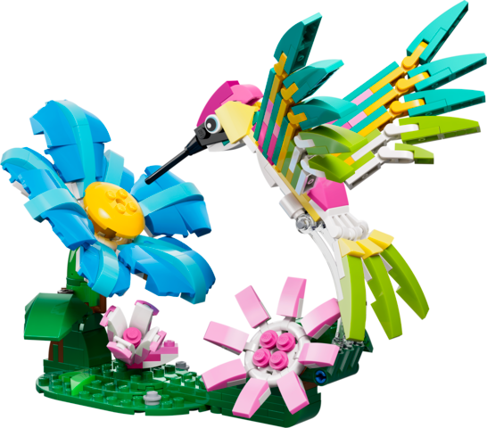 Colourful Hummingbird