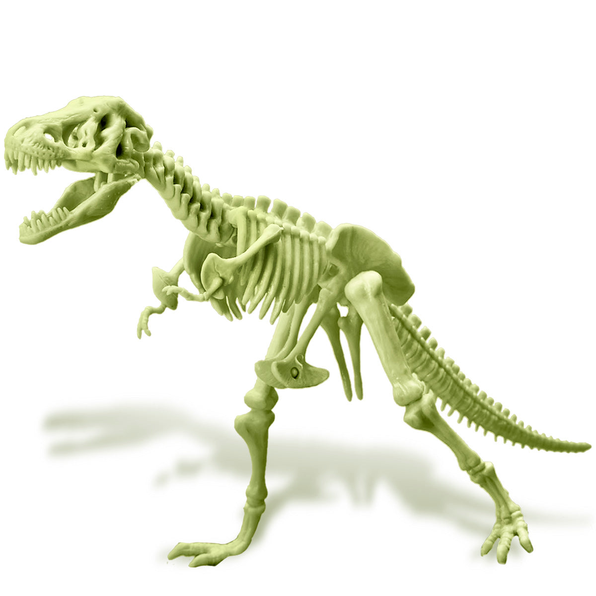 Kidzlabs Glowing T-Rex Skelton