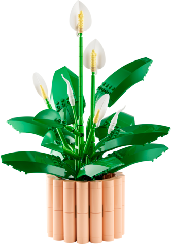Peace Lily