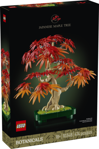 Japanese Red Maple Bonsai Tree