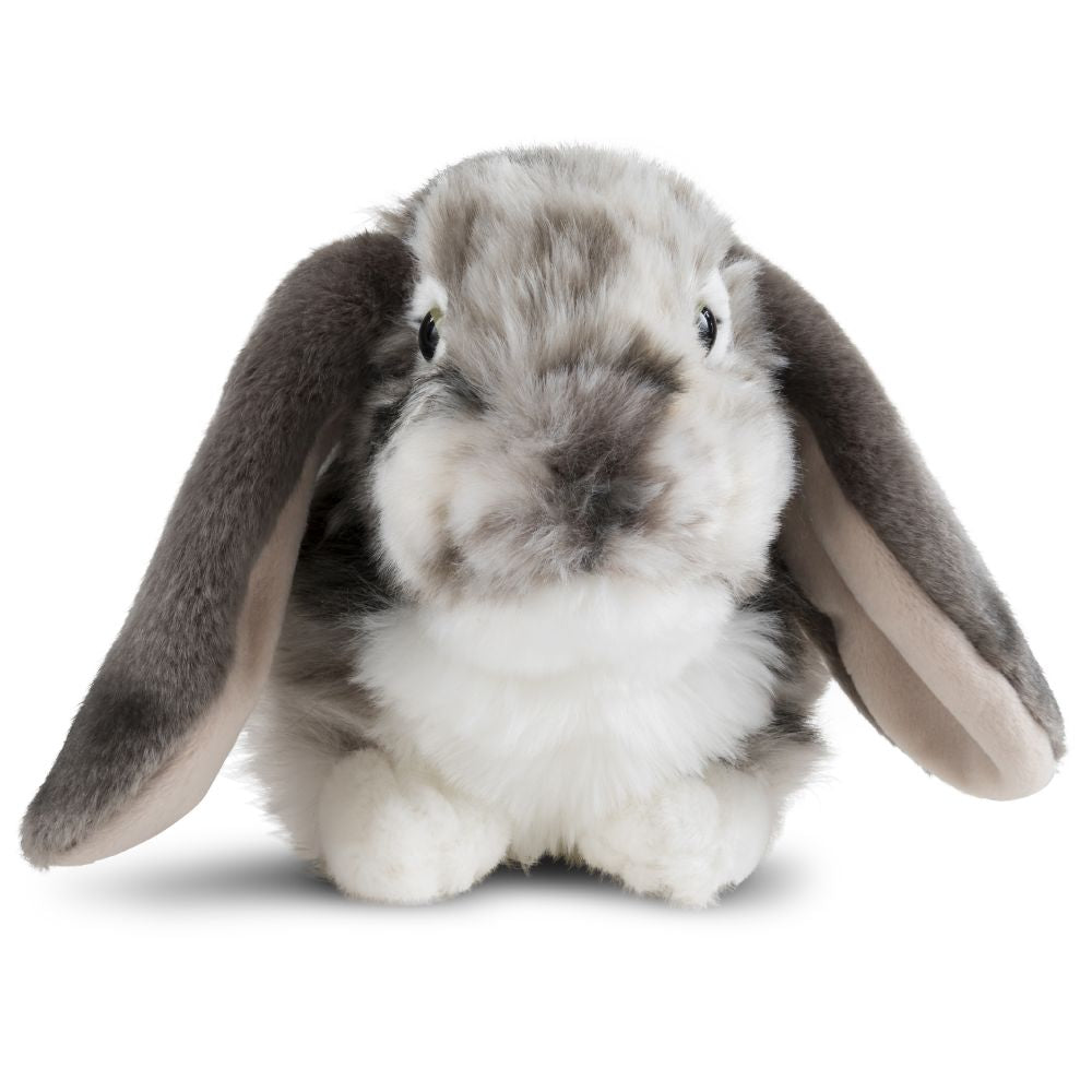 Dutch Lop Eared Rabbit Grey