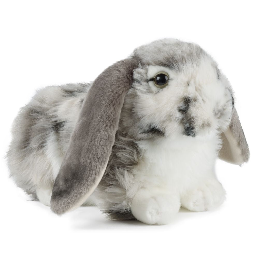 Dutch Lop Eared Rabbit Grey