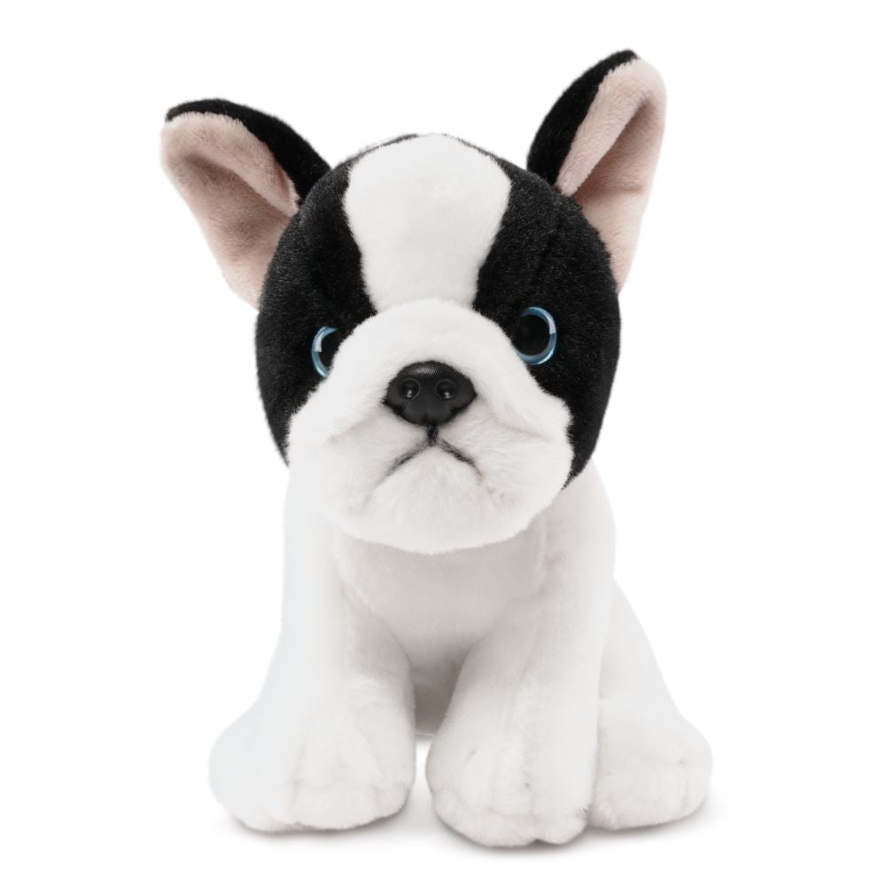 French Bulldog Puppy Black and White